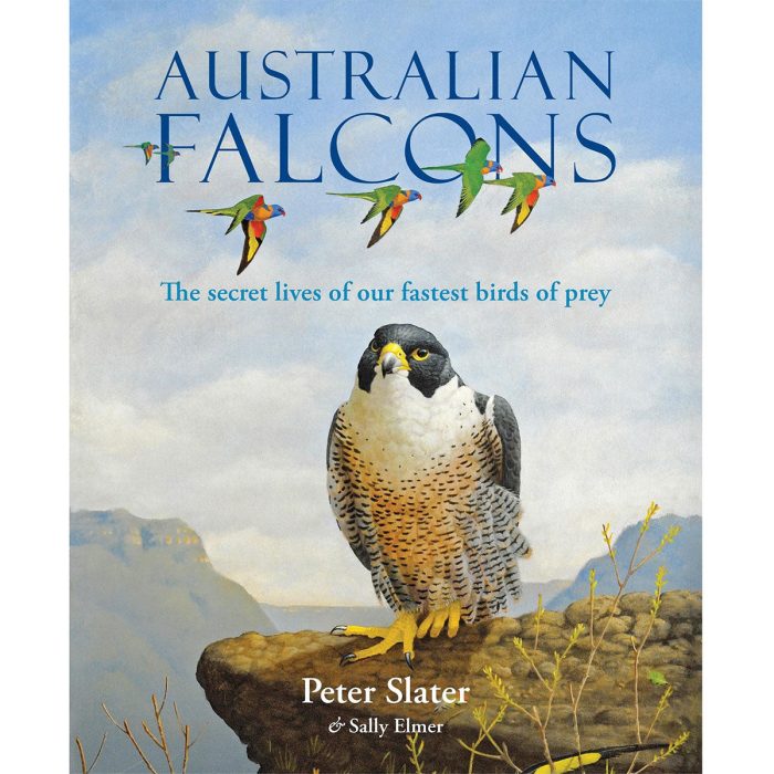 Australian Falcons - Sally Elmers