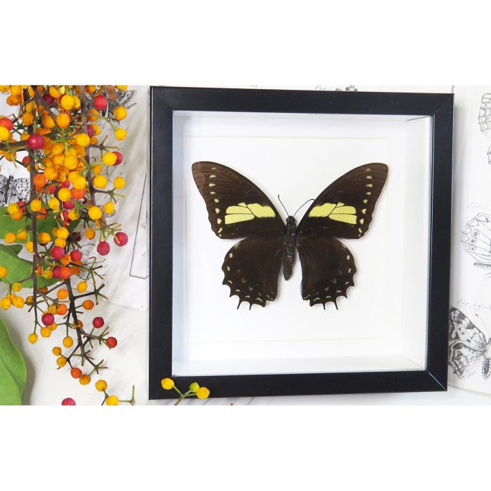 Butterfly Papilio aristeus white matt black frame 16.5x16.5cm - Bits and Bugs